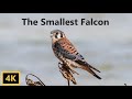 American Kestrel The Smallest Falcon