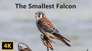 American Kestrel The Smallest Falcon