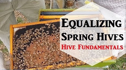 🔶Equalizing Spring Hives