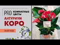 Антуриум Андре Коро  - красный без лишних слов | Обзор сортового антуриума