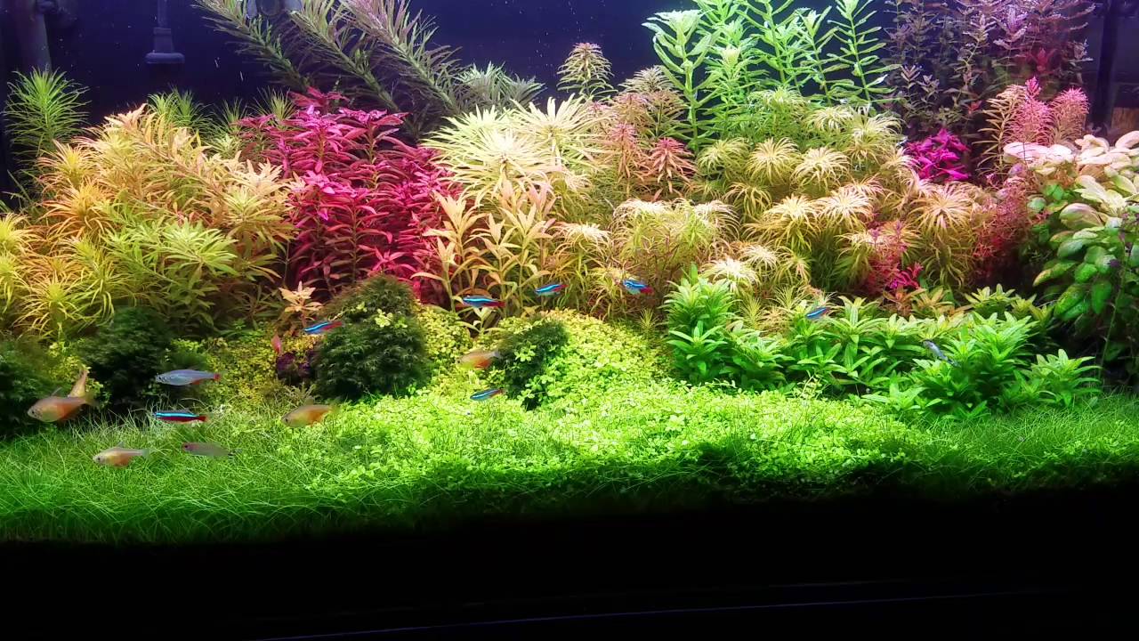 Dutch Inspired Aquascape by WaterForest  YouTube