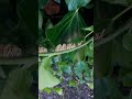 Interesting unusual aerial roots of vines in forest Интересные необычные воздушные корни лианы 숲 속 포