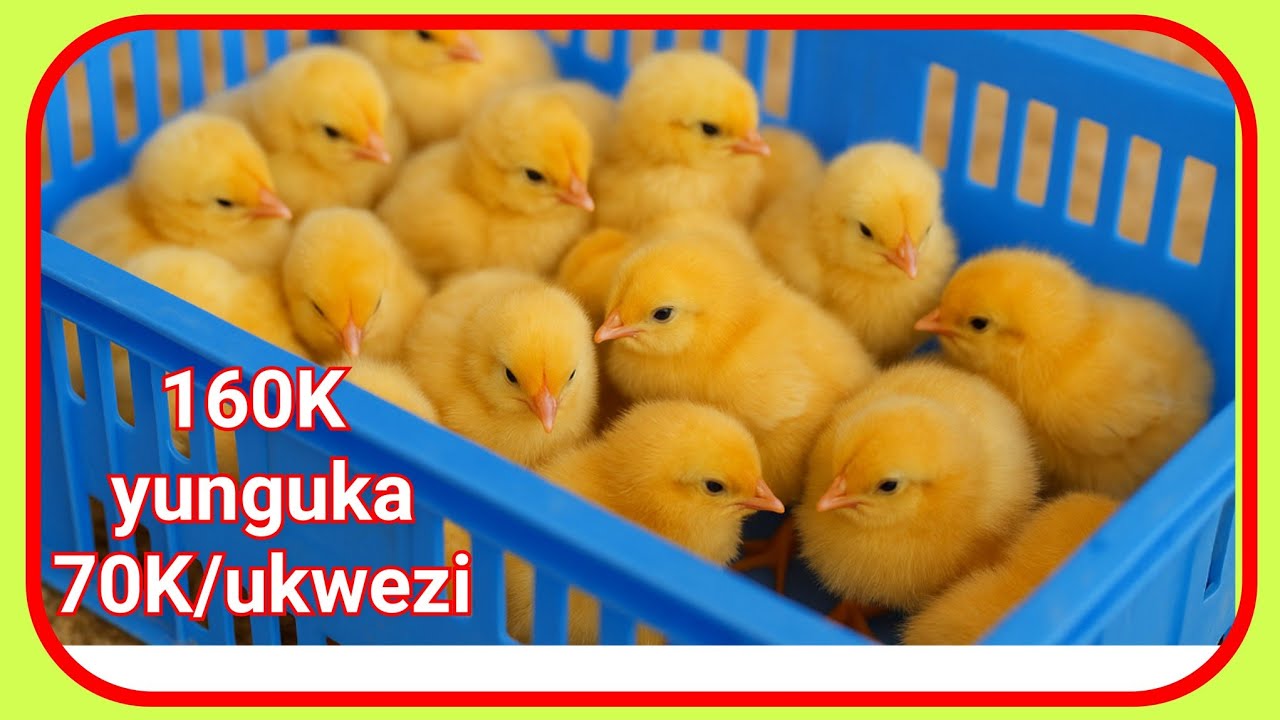 Uko wakora business y'imishwi ya Saso ukinjiza agatubutse (How to grow chicks and make more money)
