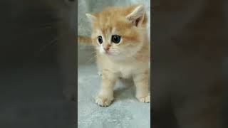 homan vs kitten#short #funnykitten #funnykittenvideo #youtubeshort #cutecat #lovekitten by Kucing 2021 52 views 2 years ago 1 minute, 11 seconds