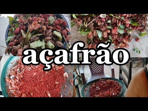 Parte 2 do açafrão
