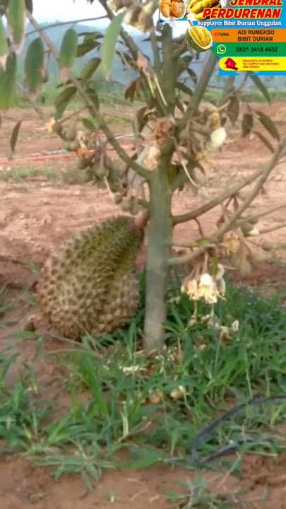 GENJANYA POHON DURIAN BAWOR #durianbawor #durianindonesia