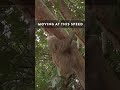 🦥Sloths: The Slowest Mammals on Earth!