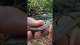 Fishing with live bluegill for big fish #Shorts