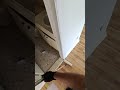 3rd Coat of Varnish #hardwoodflooring #floorsanding #home #satisfying #renovation #diy #work