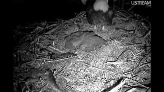 Mom Decorah take's a poop shoot,eaglets are little flatlets all snuggled together,15\/4\/2012