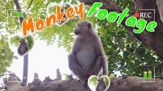 Documentary Scenes About Monkeys Living in Viba Mountain Vung Tau City 22 | Viral Monkey