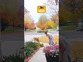 When it all goes wrong 💥🐕❗️🫣  | Animal Watch