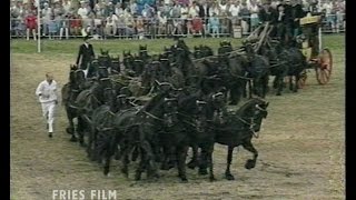 40 Friesian horses, 1 stagecoach / 40 Friese paarden, 1 koets