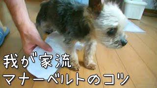 【ヨークシャテリア】マナーベルトのコツを紹介します❕（我が家流）【Yorkshire terrier】