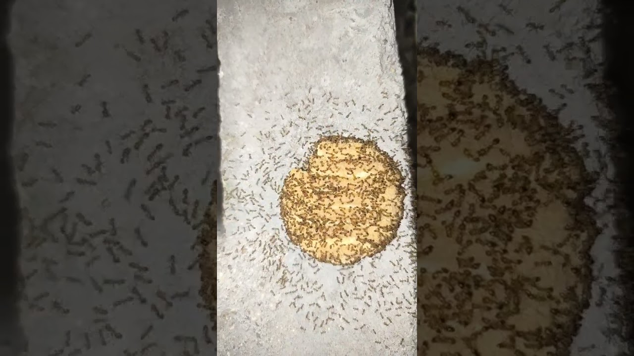 ants took away my biscuit