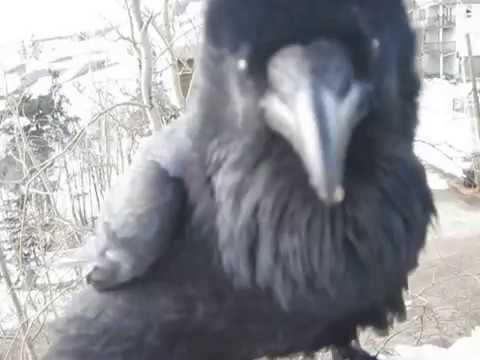 Conversation with Raymond the Raven