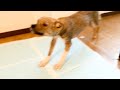 みんなとの再会を耳ペタ全開で喜ぶチャーリーとの生活18日目