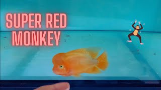 Super Red Monkey - Cá La Hán Khỉ Đỏ [Viet Nam Flowerhorn Fish]