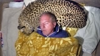 Man Uses A Live African Cheetah As A Pillow  Measures Big Cats Heart Rate With His Head