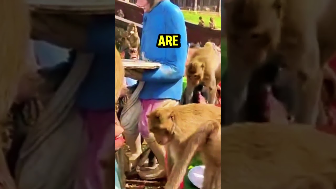 🇹🇭🐒 Monkey Buffet Festival in Thailand! 