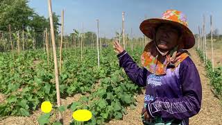 เงินกู้กองทุนพัฒนาบทบาทสตรี สิ่งดี ๆ ที่เข้ามาเติมเต็มการเกษตรในชุมชน