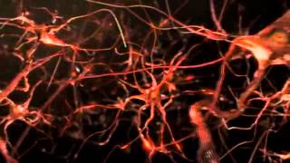 Alpha Brain Flagship Nootropic From Onnit Labs On The Joe Rogan Experience