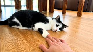 She Couldn't Forget the Shelter Cat's Heartbroken Gaze—So She Went Back