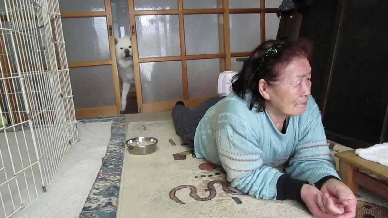 秋田犬げんきの飼い主は誰 年収や仕事 亡くなった真相や現在についても調査 ムービーレンジャー