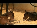 Daily double: Horse gives birth to twins in California