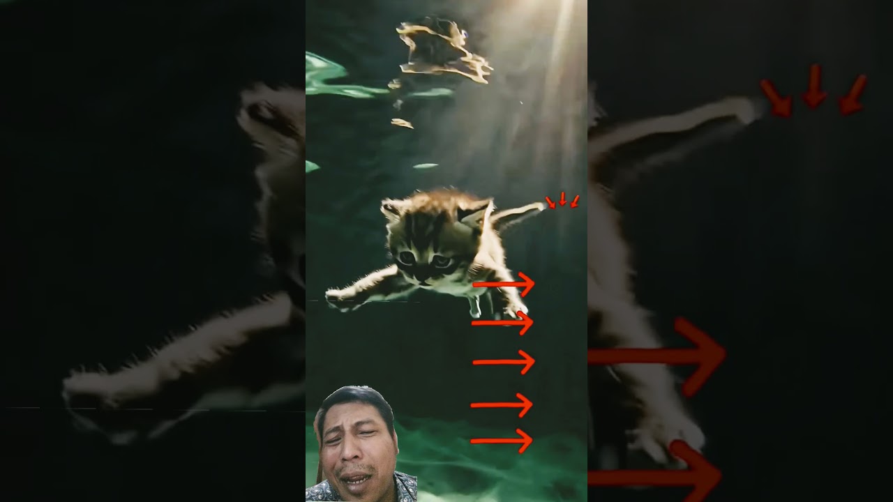 Poor Cat Crying Loudly 😿 Drowning in the Pool | Heartbreaking Cat Shorts 