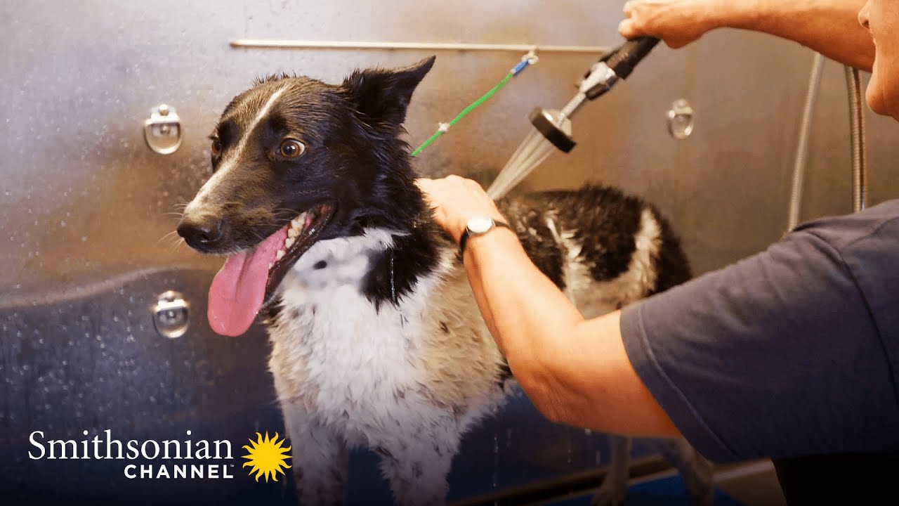 Documentary backdrop image for This Specialist Rescue Dog Has Had an Amazing Journey (2021)