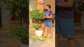 How to Shape a Ficus Tree in a Pot | Simple Pruning Tips for Beginners#gardeningtechniques