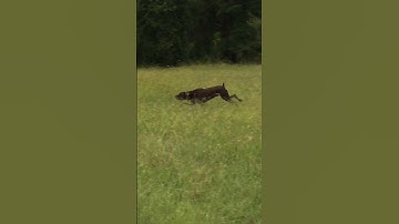 German Shorthair Pointing Chukar