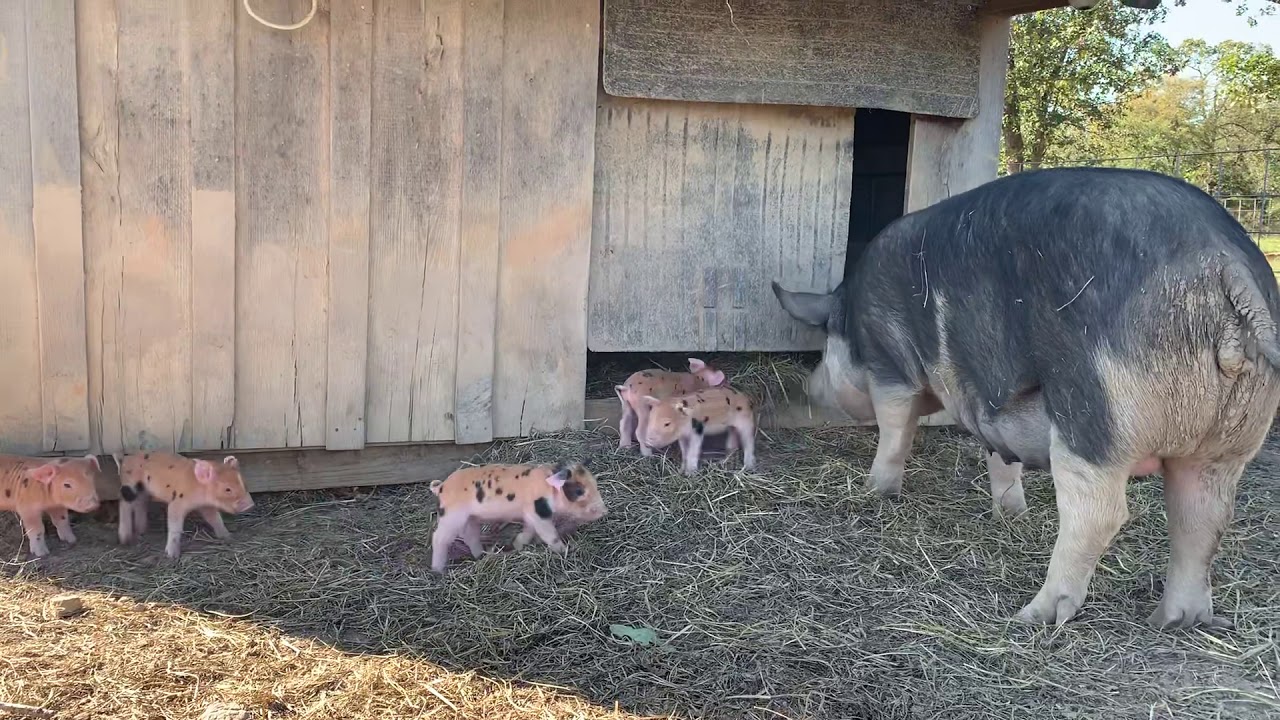 Berkshire/Duroc cross piglets Raising Pigs On Pasture YouTube