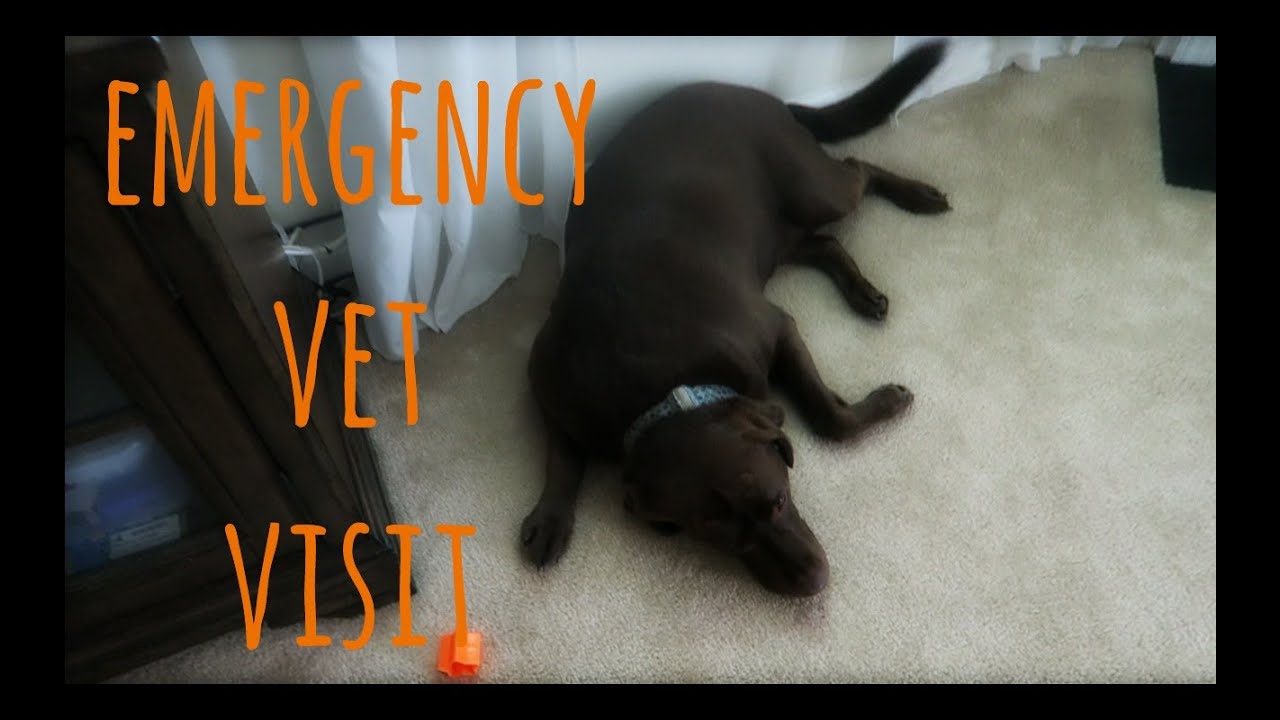 EMERGENCY VET VISIT (DAY 364) YouTube