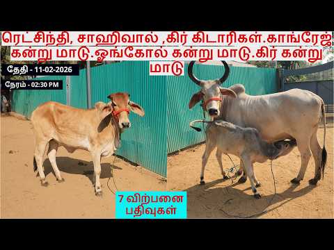 ரெட்சிந்தி, சாஹிவால் ,கிர் கிடாரிகள்.காங்ரேஜ் கன்று மாடு.ஓங்கோல் கன்று மாடு.கிர் கன்று மாடு.