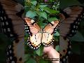 The Giant Butterfly 🦋 That Could Cover Your Face! 😱😱 #facts #animals #butterfly #fyp #amazingfacts