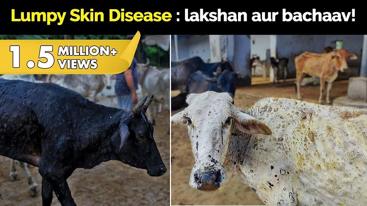 Lumpy Skin Disease kya hai? Log kaise iski roktham...