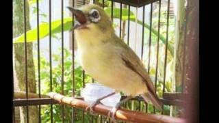 DownloadPleci Kayana Full Speed Test MP3 MP4 Pleci Kayana Full Speed Test