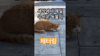 고양이의 채터링 #고양이 #냥춘기 #고양이브이로그 #cat #길냥이구조 #cute #채터링 #오냥냥_큐티 #사냥 #치즈냥