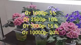 РАСПРОДАЖА ФИАЛОК с 4.09. до 15.09 +79089505440 из Новокузнецка