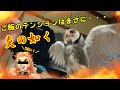 ご飯になるとフクロウのテンション燃え上がります⤴⤴