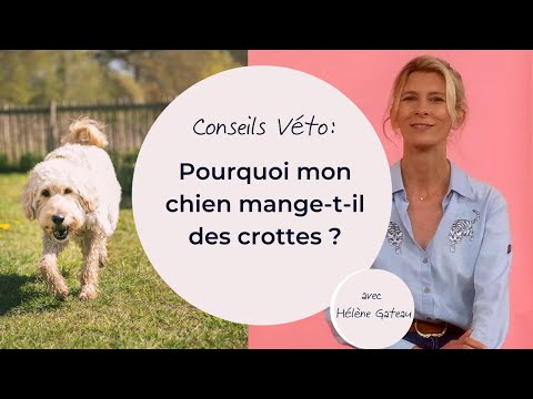 Vidéo: Pourquoi les chiens mangent-ils les excréments d'autres animaux domestiques, comme les chats?