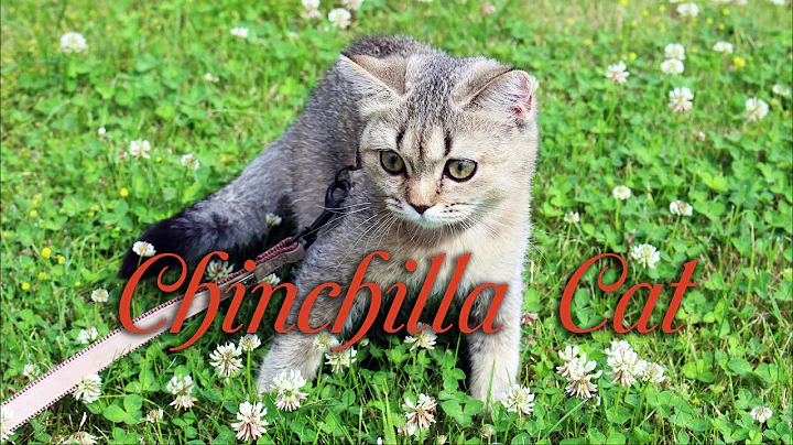 Video 1711421: british golden chinchilla cat