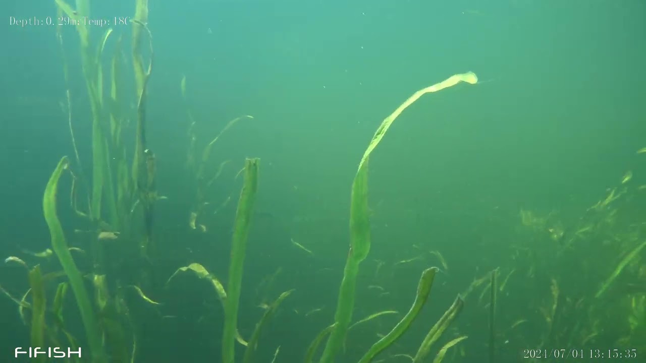 rzeka Stour pod wodą