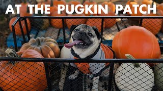 At The Pugkin Patch