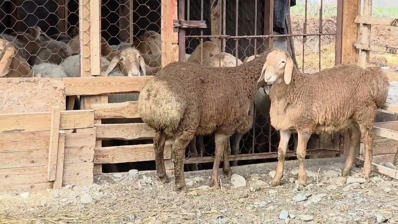 Линия Султан арашан 🤟😎