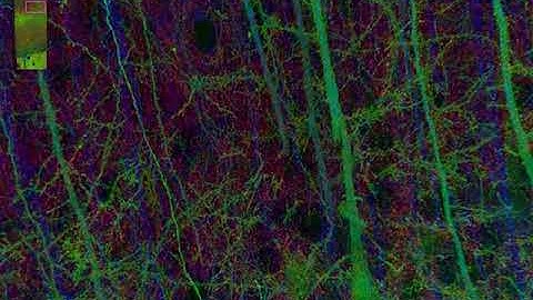 Mouse Somatosensory Cortex by Stephen Smith