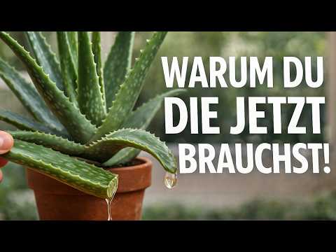 locken mit aloe vera Aloe Vera Spray für Haut und Haar – vitaminreiche Feuchtigkeitspflege für  Locken und Afro Haare main image 0