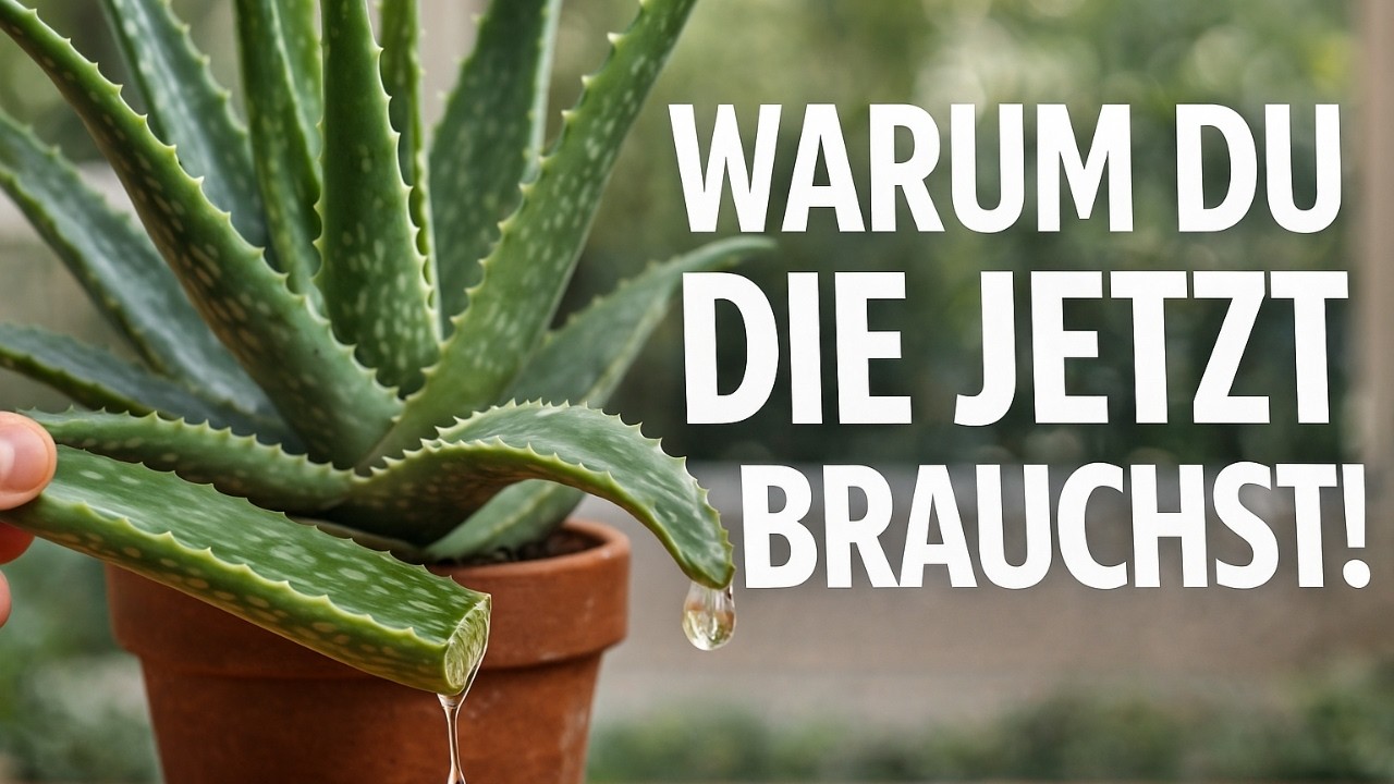 Darum brauchst du JETZT eine Aloe Vera zu Hause!